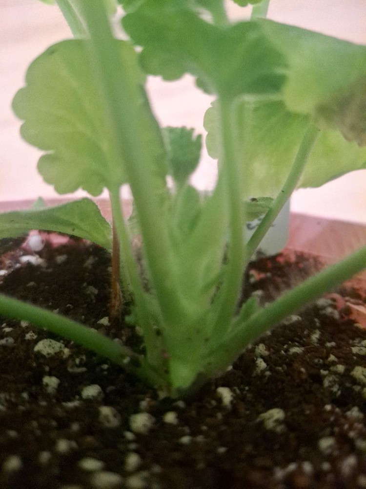 제라늄3종 ( Ts포르세포네.그라찌아 나이팅게일의노래.실크로드)--4