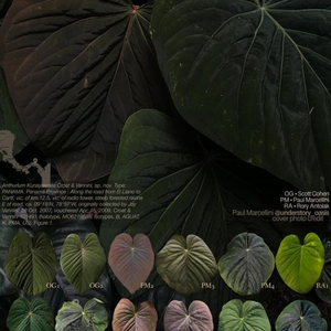 안스리움 쿠나얄란세 pm7 x yard(폴 개체),tag포함