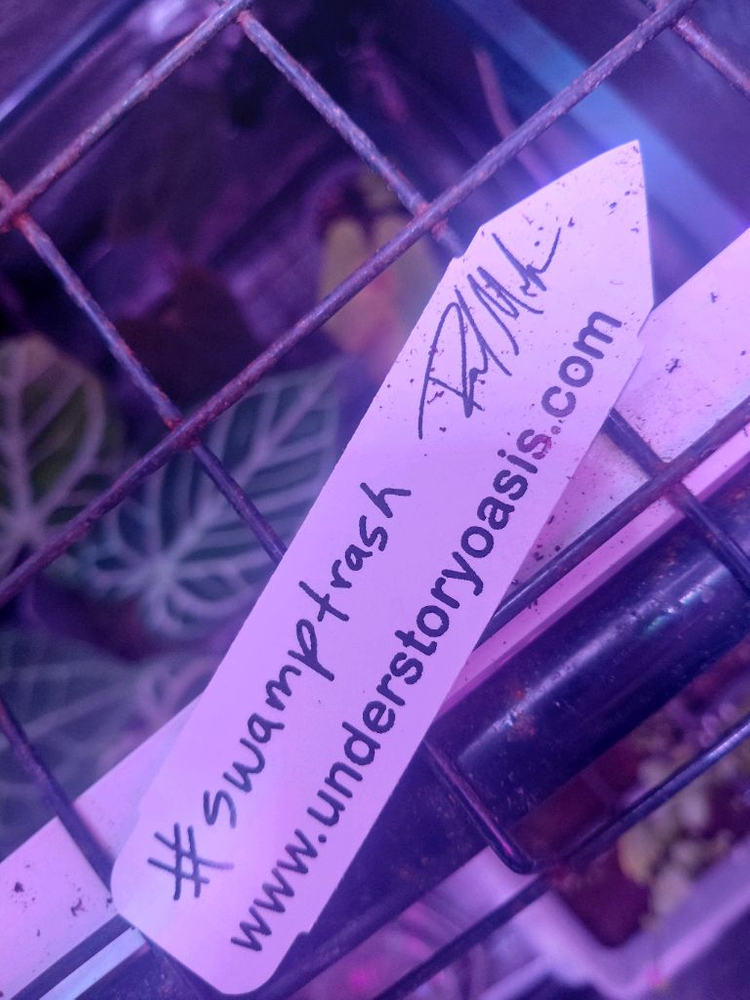 안스리움 쿠나얄란세 pm7 x yard(폴 개체),tag포함--3