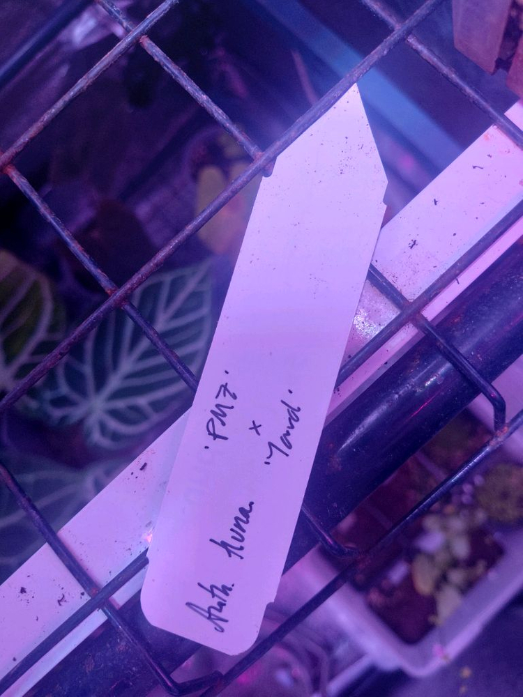 안스리움 쿠나얄란세 pm7 x yard(폴 개체),tag포함--4