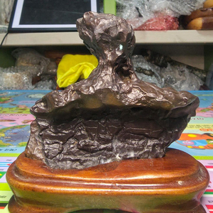 리비아 응축규화목