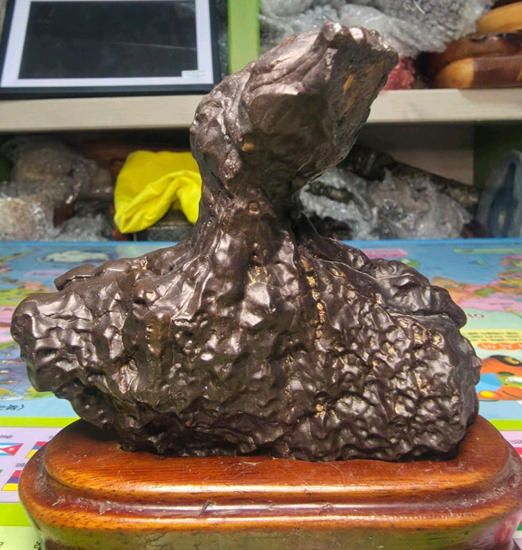 리비아 응축규화목--1