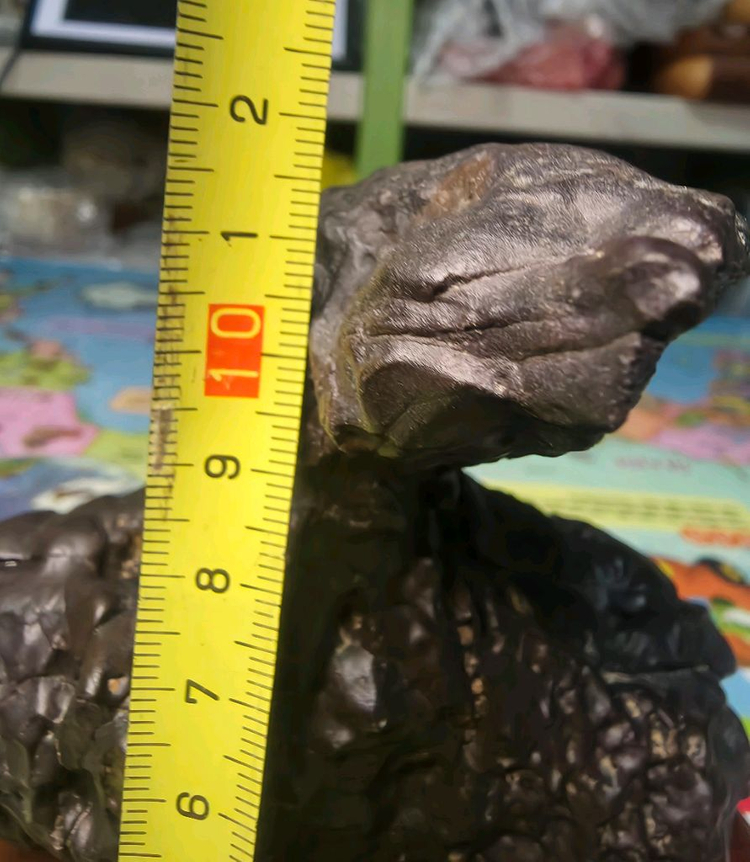 리비아 응축규화목--2