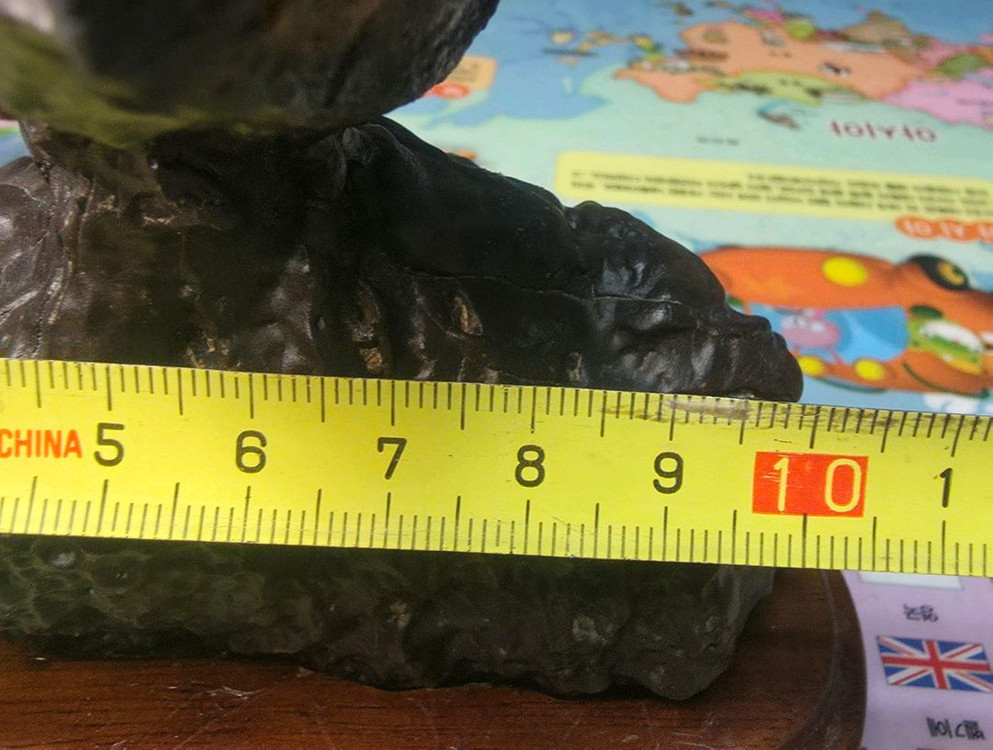 리비아 응축규화목--3