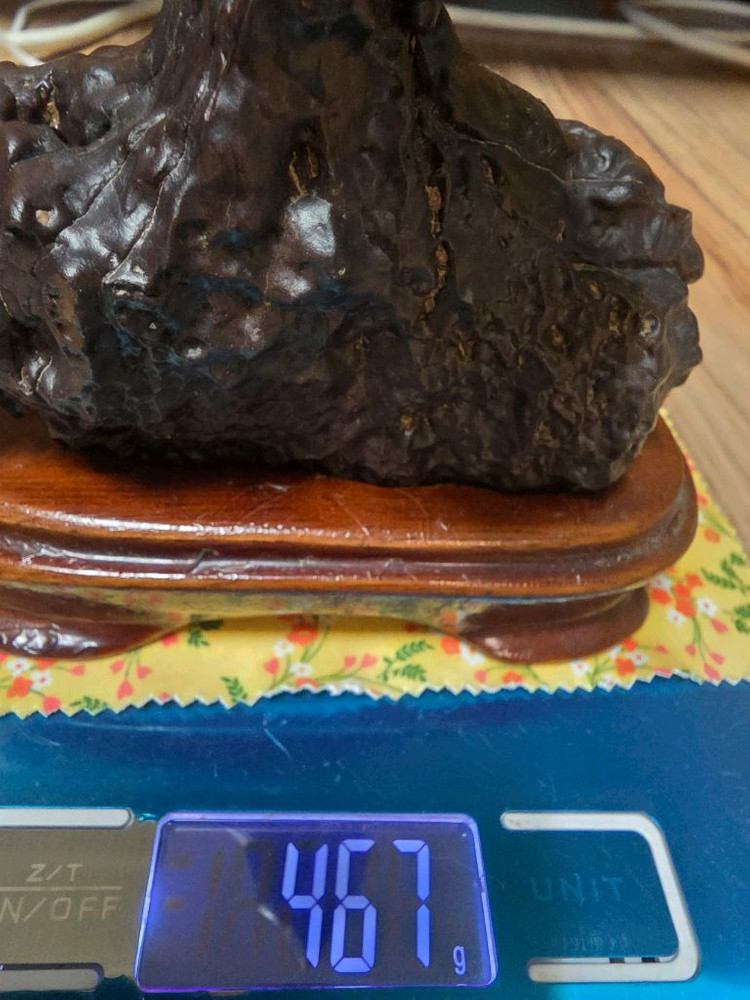 리비아 응축규화목--4