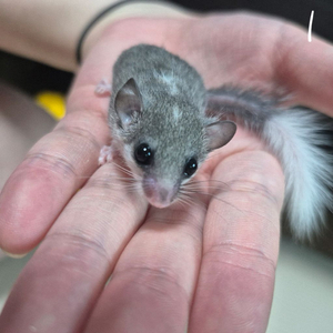 피그미다람쥐 분양 (부산)