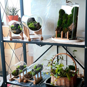 이끼 테라리움 넘쳐나서 자리비움중입니다