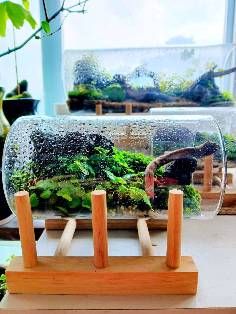 이끼 테라리움 넘쳐나서 자리비움중입니다--2