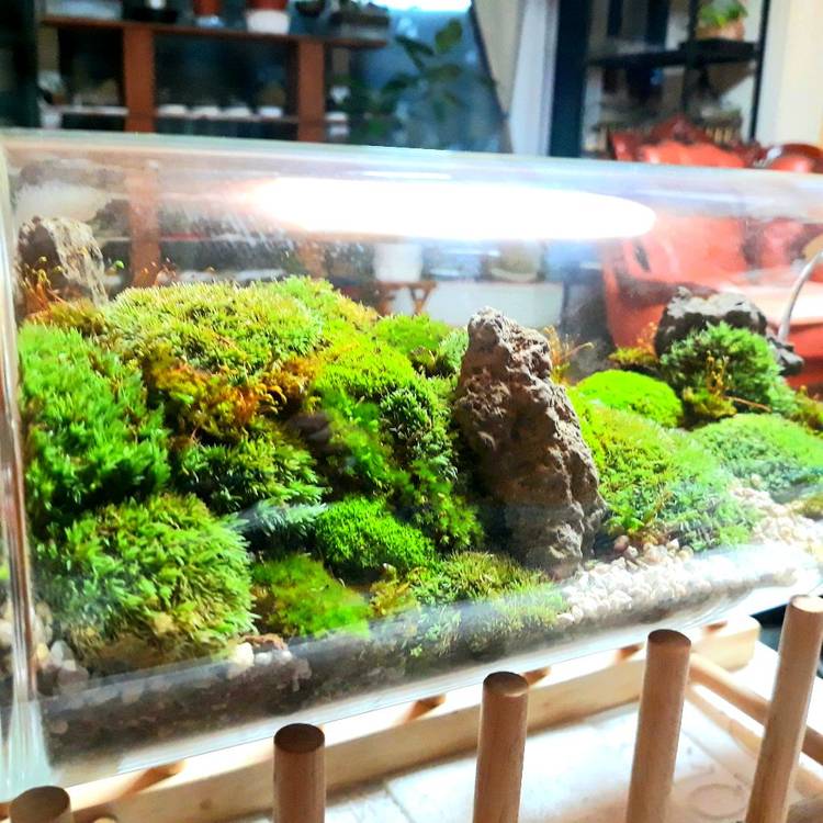 이끼 테라리움 넘쳐나서 자리비움중입니다--3