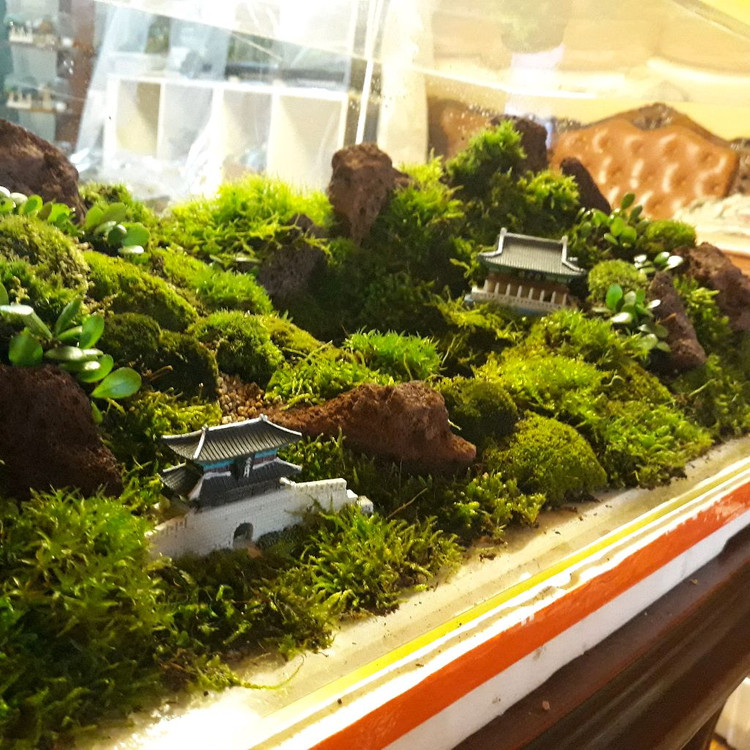 이끼 테라리움 넘쳐나서 자리비움중입니다--5