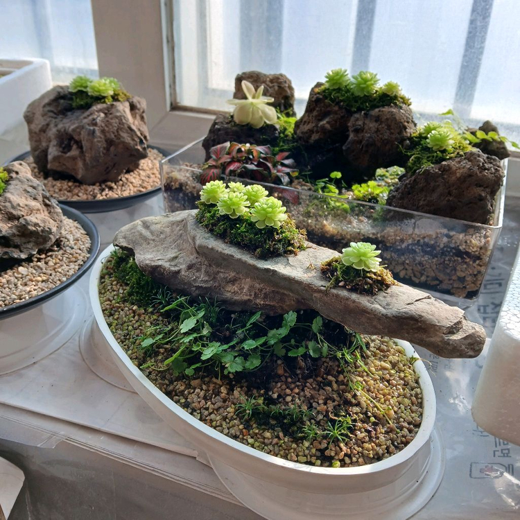 벌레잡이 제비꽃 석부작 수반--1