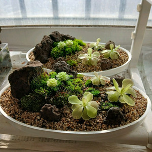 벌레잡이 제비꽃 석부작 수반