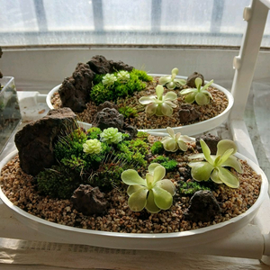 벌레잡이 제비꽃 석부작 수반