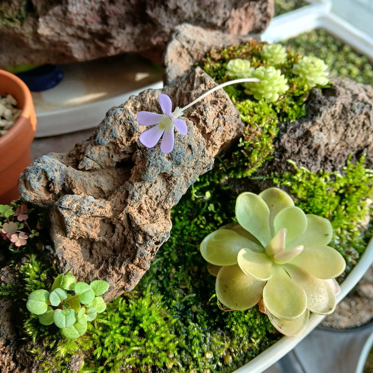 벌레잡이 제비꽃 석부작 수반--2