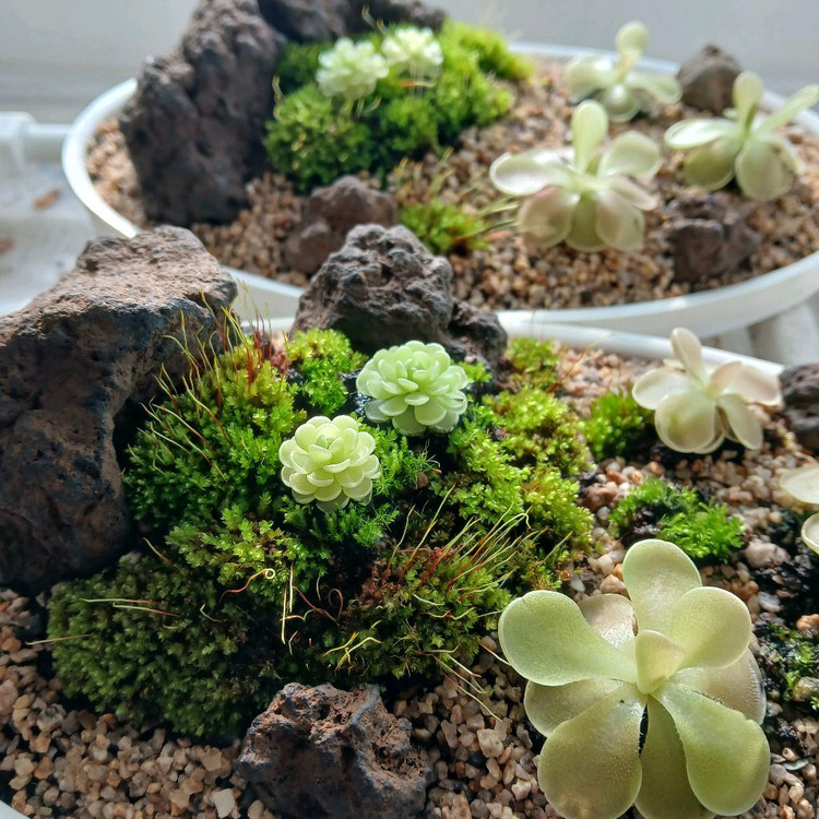 벌레잡이 제비꽃 석부작 수반--3