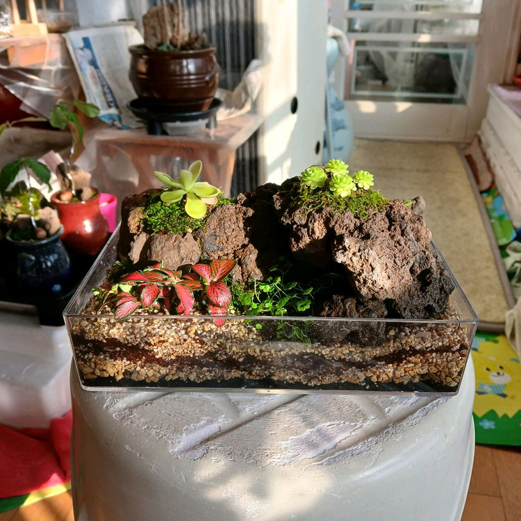 벌레잡이 제비꽃 석부작 수반--4