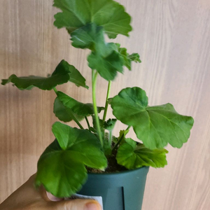 러시아제라늄 TA레이디윈터