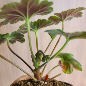 러시아제라늄 ess게이샤