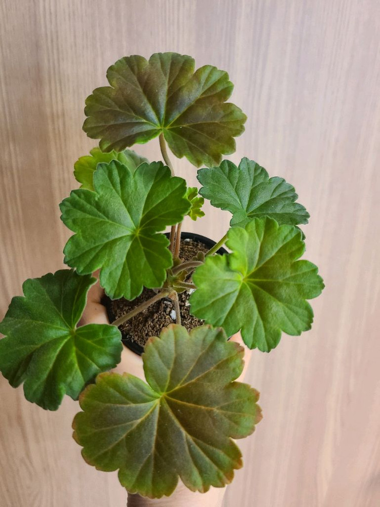 러시아제라늄 ess게이샤--1