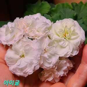 러시아제라늄 아이굴