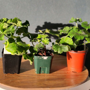 제라늄 그린엘프 달빛미카엘 심프랄린