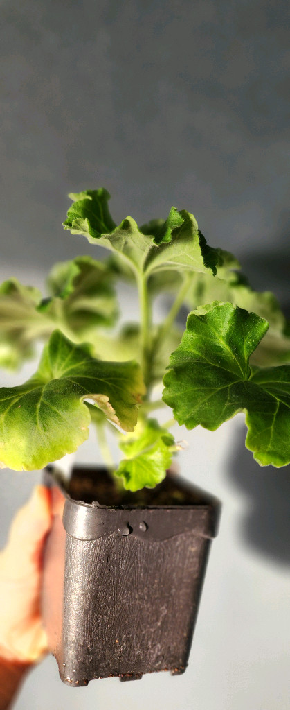 제라늄 그린엘프 달빛미카엘 심프랄린--1