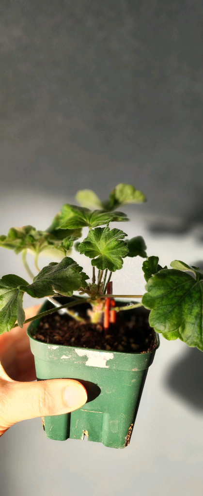 제라늄 그린엘프 달빛미카엘 심프랄린--2