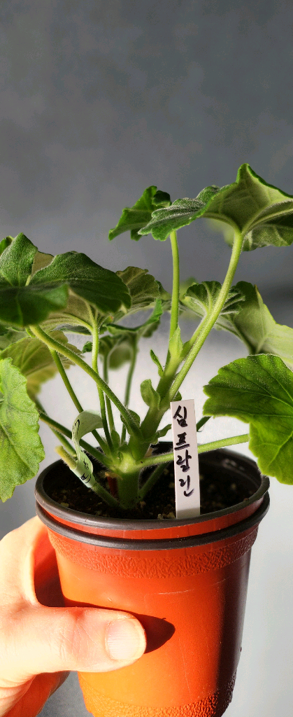 제라늄 그린엘프 달빛미카엘 심프랄린--3