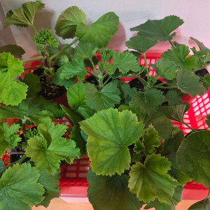 리갈제라늄 개별분양