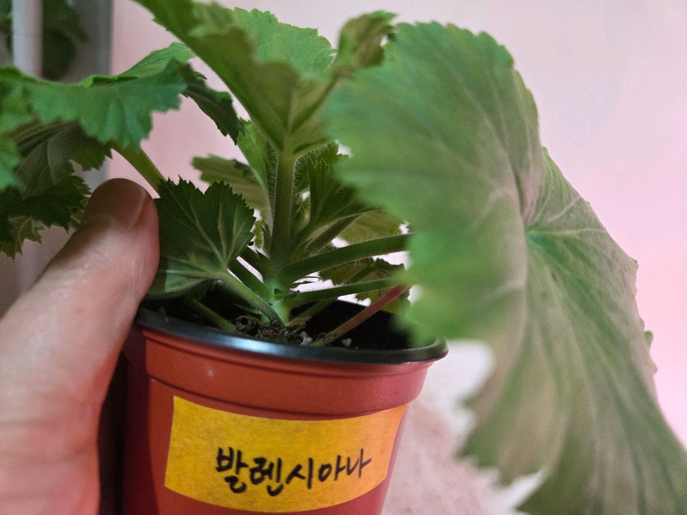 리갈제라늄 개별분양--1