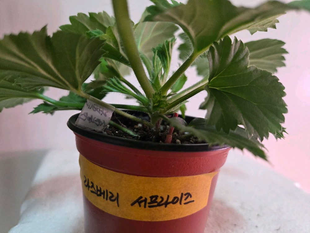 리갈제라늄 개별분양--2