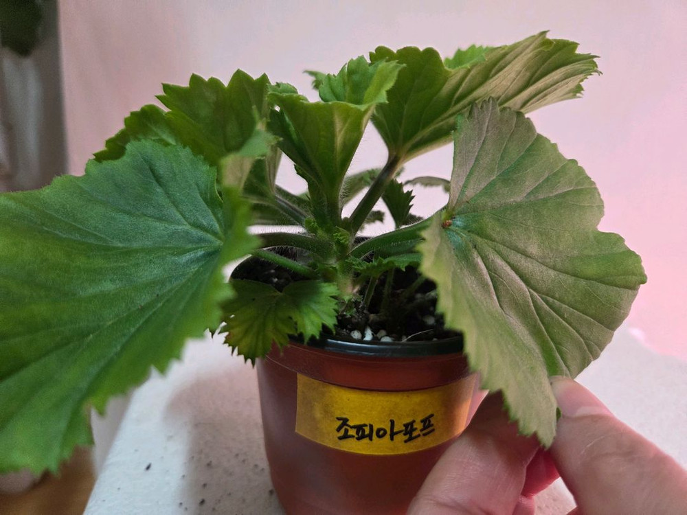 리갈제라늄 개별분양--3