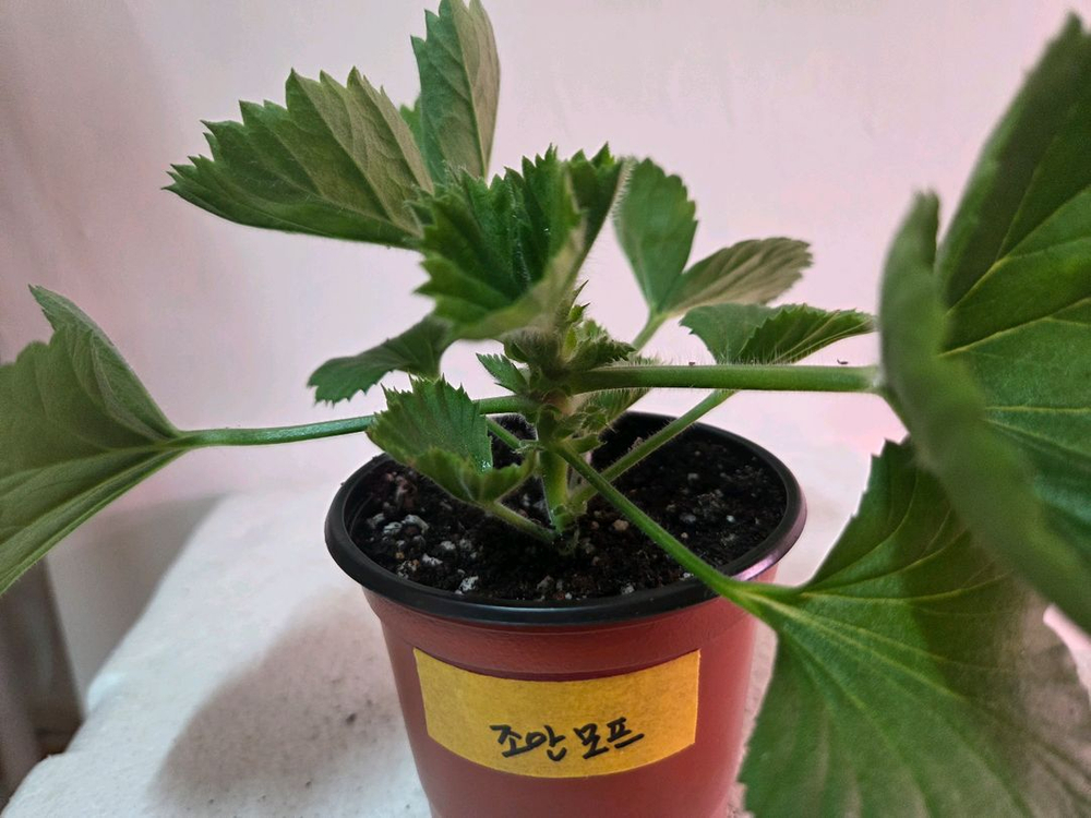 리갈제라늄 개별분양--4