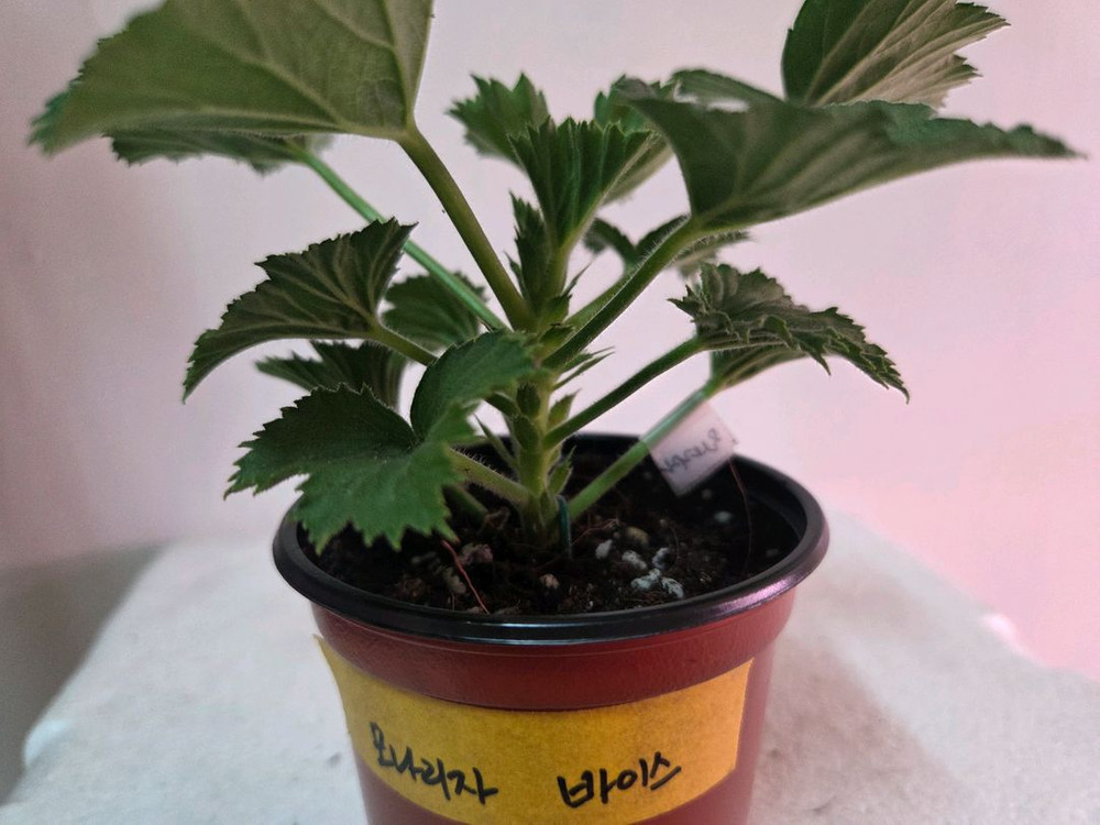 리갈제라늄 개별분양--5