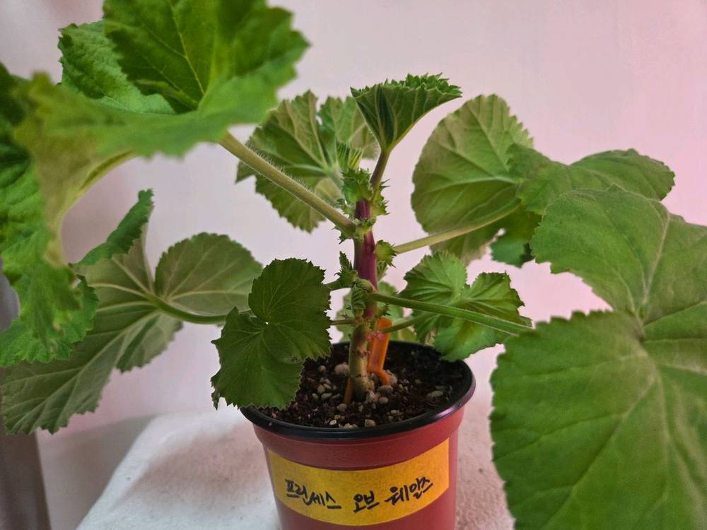 리갈제라늄 개별분양--6