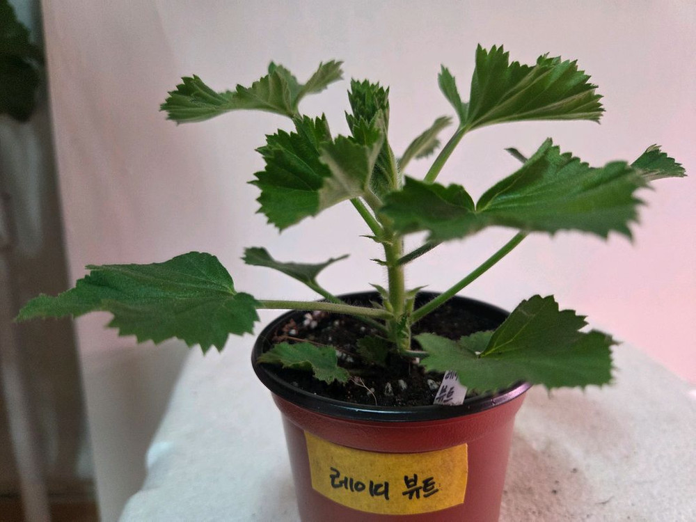 리갈제라늄 개별분양--7