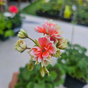 한국제라늄 스텔라 2종 순수해별, 순수별연 택포