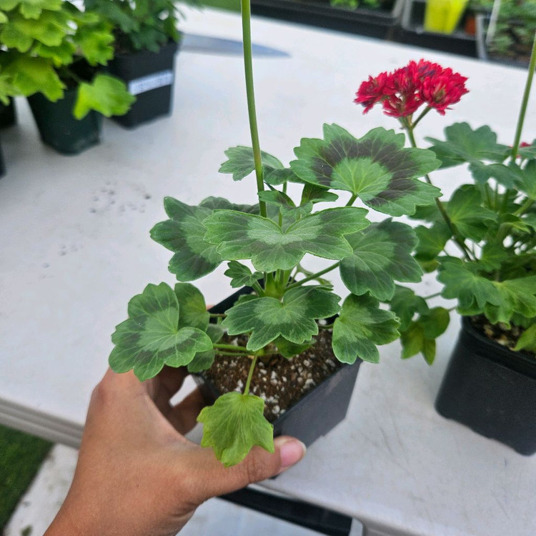 한국제라늄 스텔라 2종 순수해별, 순수별연 택포--1