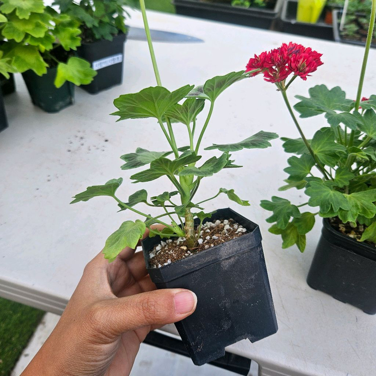 한국제라늄 스텔라 2종 순수해별, 순수별연 택포--2