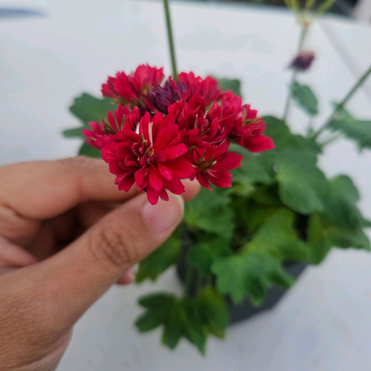 한국제라늄 스텔라 2종 순수해별, 순수별연 택포--3