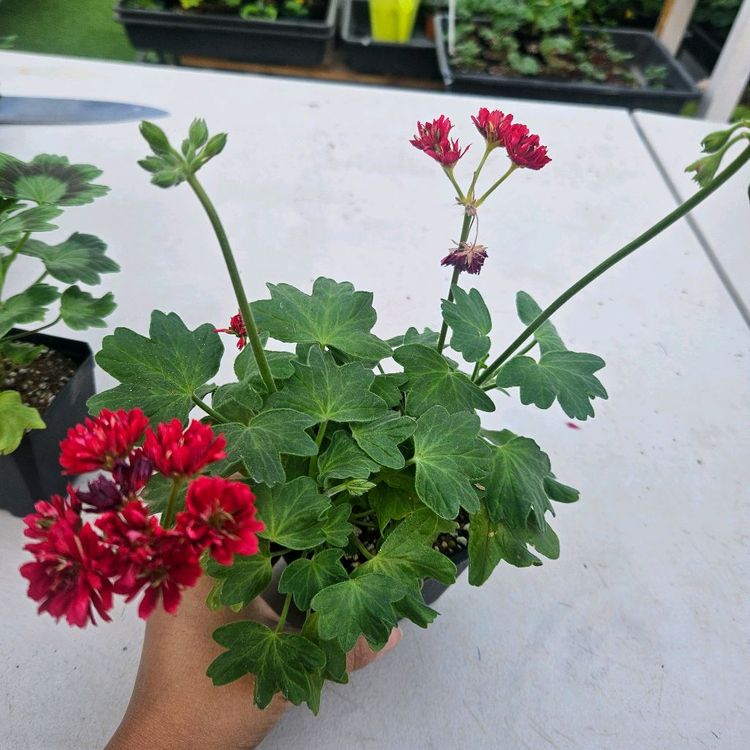 한국제라늄 스텔라 2종 순수해별, 순수별연 택포--4