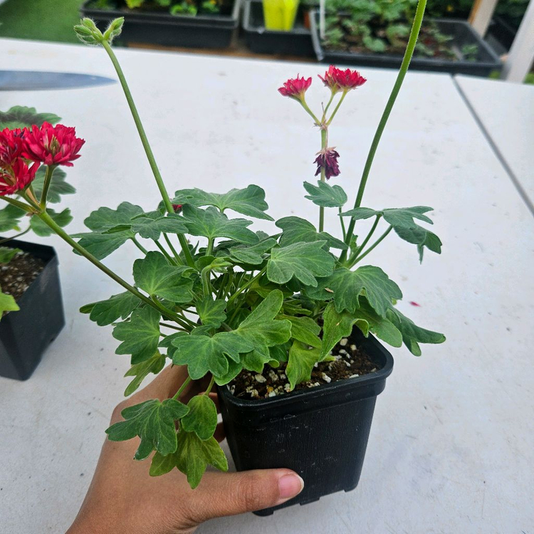 한국제라늄 스텔라 2종 순수해별, 순수별연 택포--5