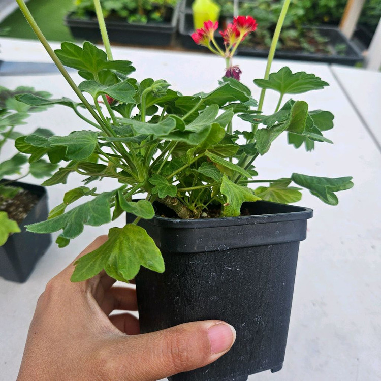 한국제라늄 스텔라 2종 순수해별, 순수별연 택포--7