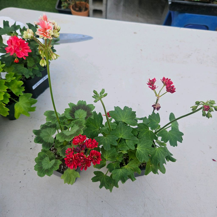 한국제라늄 스텔라 2종 순수해별, 순수별연 택포--8