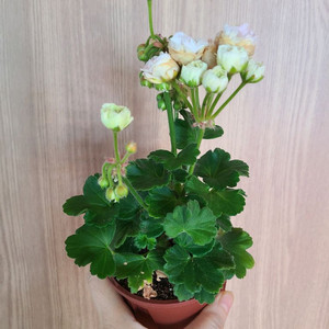 러시아제라늄 TA마지판