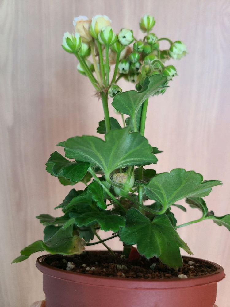 러시아제라늄 TA마지판--1