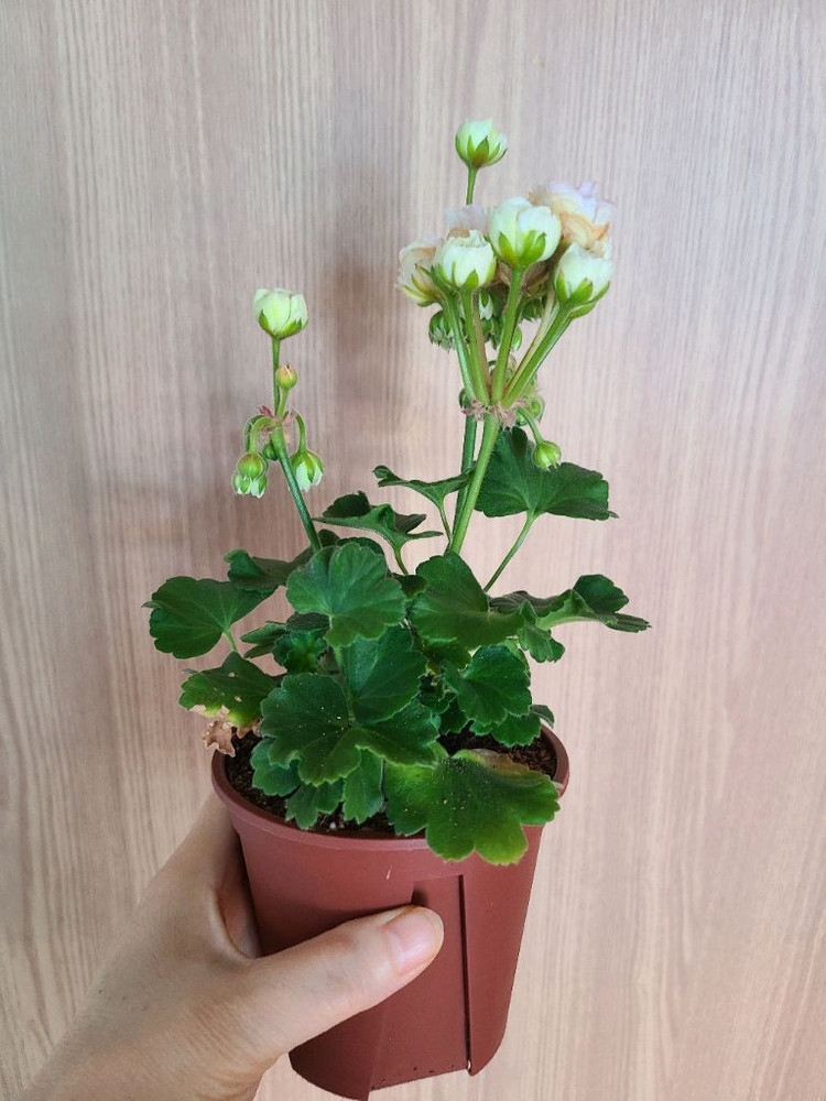 러시아제라늄 TA마지판--2