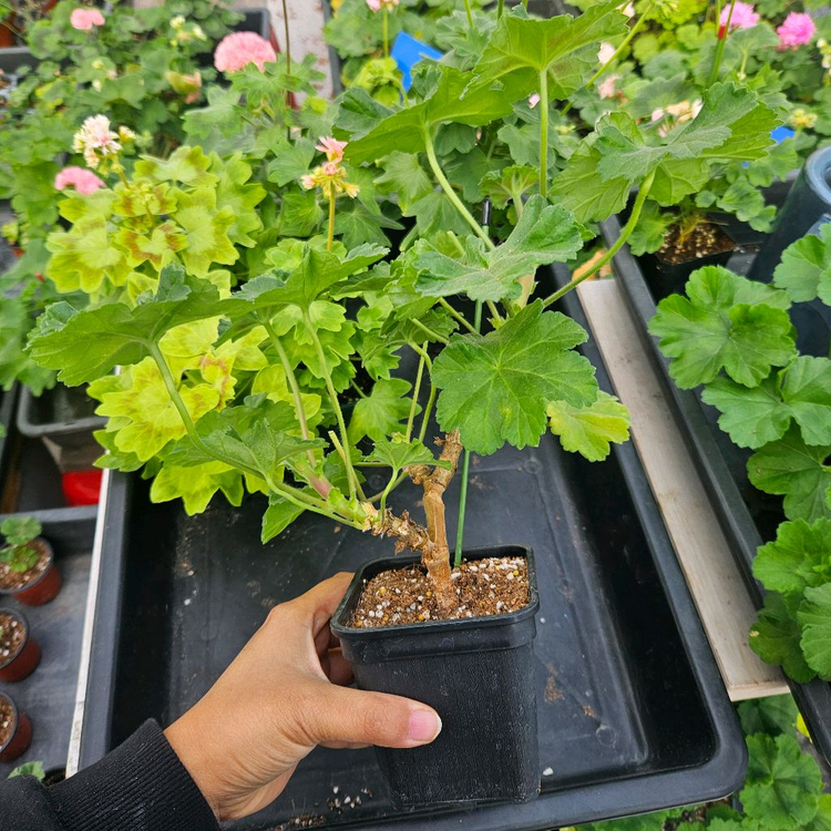 묵둥이 북안드로메다 제라늄--1