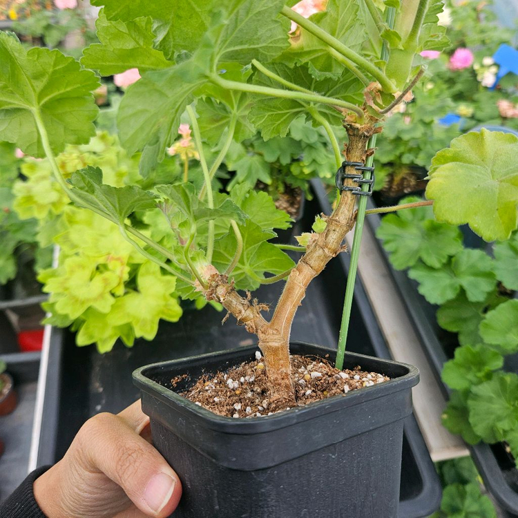 묵둥이 북안드로메다 제라늄--2