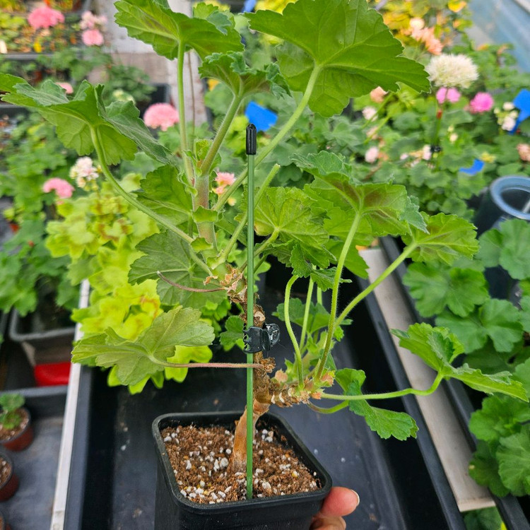 묵둥이 북안드로메다 제라늄--3